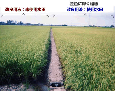 土が元気になると1